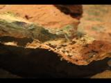Natural Bridge Caverns VA